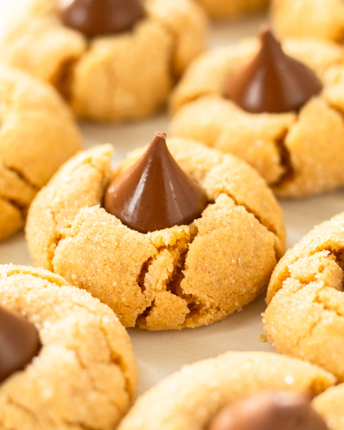 These peanut butter blossoms are a classic Christmas cookie recipe made with a flavorful peanut butter cookie dough rolled in sugar and topped with a chocolate kiss.